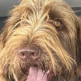 Labrador Retrievers and Wirehaired Pointing Griffons from Tombstone Kennels