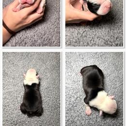 Boston Terrier Puppies from NW Boston Terriers