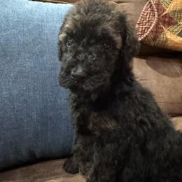 Mocha - Black female Poodle puppy in Flora, Illinois from Hanging Rock Poodles
