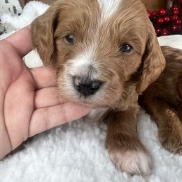 Marley - Red  male Goldendoodle puppy in Ottawa, Ohio from Simply Beautiful Goldendoodles