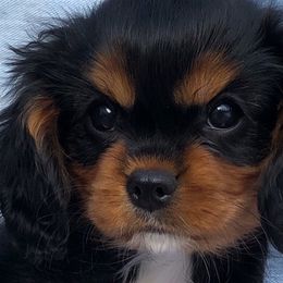 Cavalier King Charles Spaniel Puppies from Ikkes Cavaliers