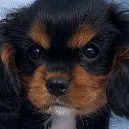 Cavalier King Charles Spaniel Puppies from Ikkes Cavaliers