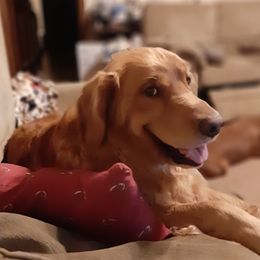 Bailey  - Golden Retriever