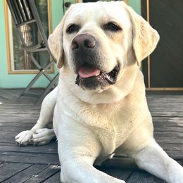 Luna - Labrador Retriever
