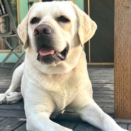 Luna - Labrador Retriever