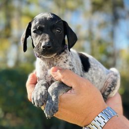 Pom Pom - Black roan female German Shorthaired Pointer puppy in Six Mile, South Carolina from The Proper Pointer Co.