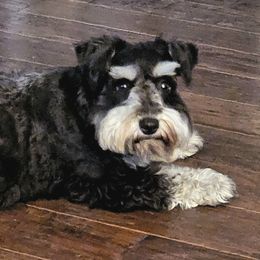 Mia - Miniature Schnauzer