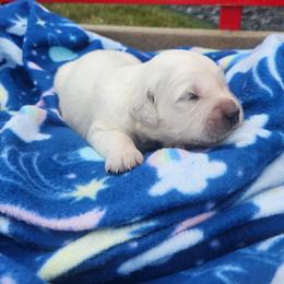 Lola - Light golden female Golden Retriever puppy in Hastings, Michigan from Teresa Stevens