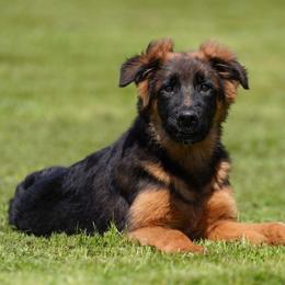 Lime Ribbon - Black and red female German Shepherd puppy in Howard City, Michigan from Sherman's Shepherds
