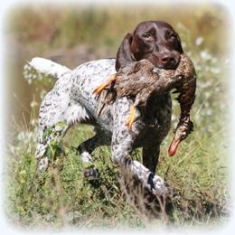German Shorthaired Pointer Puppies from Keystone Gun Dogs/vom Schlussstein Shorthairs