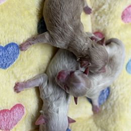 Girl 1 - Apricot female Maltipoo puppy in Fredericktown, Missouri from Doodle Pups Fur-Ever