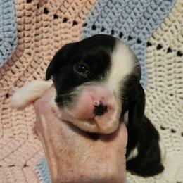 Tri boy - Black white and tan male Cocker Spaniel puppy in New Riegel, Ohio from Riegelz Cockers