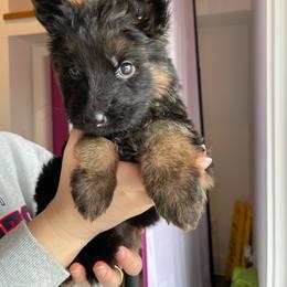 Green - Black and red female German Shepherd puppy in Chelmsford, Massachusetts from Farrenhaus