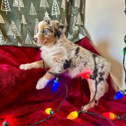 Boyd - Blue merle male Australian Shepherd puppy in Scottsdale, Arizona from B & T's Aussies & Aussie Doodle's