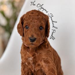 Syrah - Red  female Poodle puppy in Spring Hills, Florida from The Olympus Standard Poodle