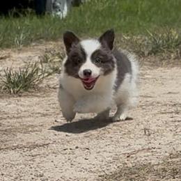 Aspen-full fluffy - Gray and white female American Corgi puppy in Decatur, Texas from Bar S Corgis