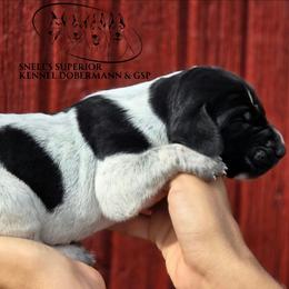 Boy 1 - Black roan male German Shorthaired Pointer puppy in China Township, Michigan from Snell's Superior Kennel Dobermann & GSP