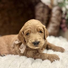 Duke - Red  male Goldendoodle puppy in Lehi, Utah from Thompson Family Puppies