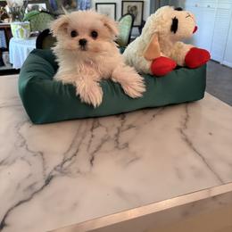 Girl 1 - White female Maltese puppy in Pennsylvania from Pequest Pekingese & Merri Maltese
