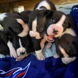 Boy 3 - Brindle male Boxer puppy in Jackson, Tennessee from House of boxers