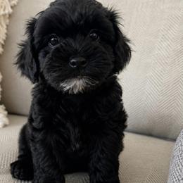 Moose - Black and white male Schnoodle puppy in Mona, Utah from Lewis Family Schnoodles