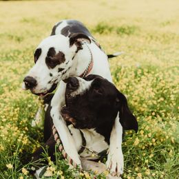 Great Danes from Danes By The Bay