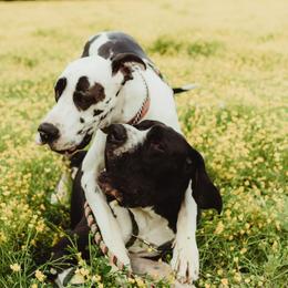 Great Danes from Danes By The Bay