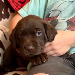Godiva (pink collar) - Chocolate female Labrador Retriever puppy in Bandera, Texas from The Sugar & Spice Ranch Labrador Retrievers