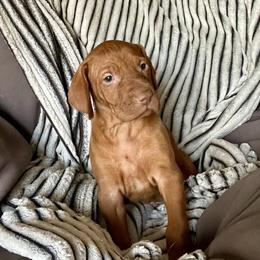 King Dedede - Golden rust male Vizsla puppy in Bloomington, Indiana from Envizion