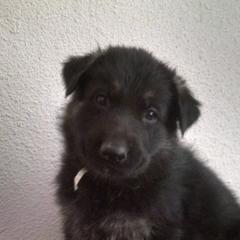 German Shepherds from The Good Shepherd Guide Dogs