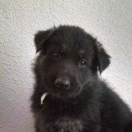 German Shepherds from The Good Shepherd Guide Dogs