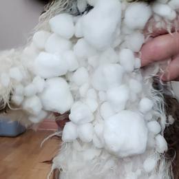 Havanese Puppies from Steal Your Heart Havanese