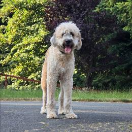 Chewy - Sable male Saint Berdoodle puppy in Castle Rock, Washington from PNW Saint Berdoodles