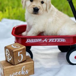Golden Retriever Puppies from All shades Golden