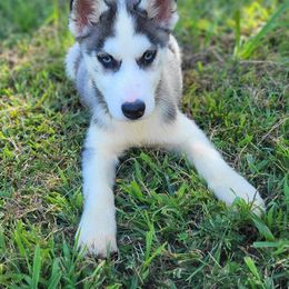 Siberian Husky Puppies from Glacier Run Huskies