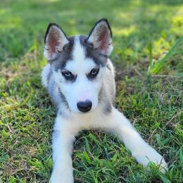 Siberian Husky Puppies from Glacier Run Huskies