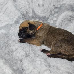 Fable - Fawn female Great Dane puppy in Lebanon, Virginia from North Cedar Danes
