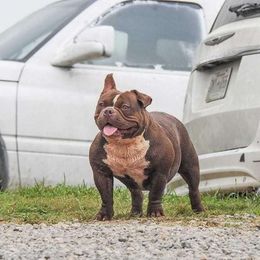 Rowena - American Bully