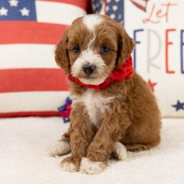 Cavapoo, Cockapoo, Maltipoo, and Poodle Puppies from My Doodle Puppy