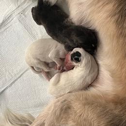 Silken Windhound puppies from Amy Burkhart
