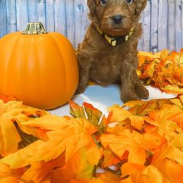 Goldendoodle Puppies from Zink Doodles