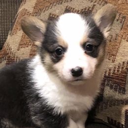 Australian Shepherds and Pembroke Welsh Corgis from Rocking K Ranch
