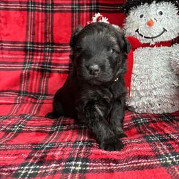 Girl 1 Yellow - Brindle female Bouvier des Flandres puppy in Ashtabula, Ohio from Beulah Bouviers and Havanese