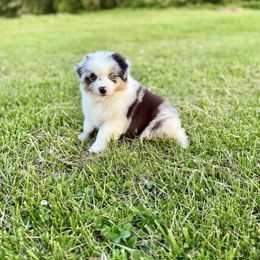 Blue Boy - Blue merle male Miniature American Shepherd puppy in Pinckneyville, Illinois from Carousel Miniature American Shepherds