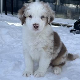 Australian Shepherd puppies from Sunshine Shepherds