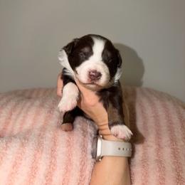 Quarter - Red tri-color female Australian Shepherd puppy in Anniston, Alabama from All Hale Aussies