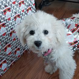 Australian Shepherds and Bichon Frises from Beautiful Babies