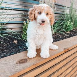 Hancock (Silver Collar) - Parti male Goldendoodle puppy in Beaverton, Oregon from Henry Elliots