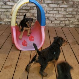 Airedale Terrier Puppies from Droffats Airedales