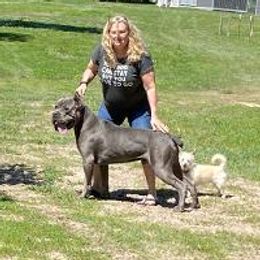 Ronin - Cane Corso